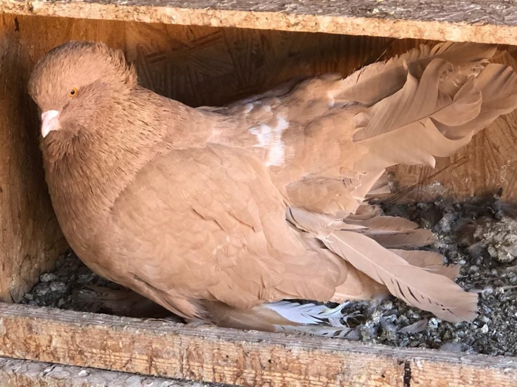 American Fantail Pigeons For Sale Racing Pigeons for Sale Pigeon