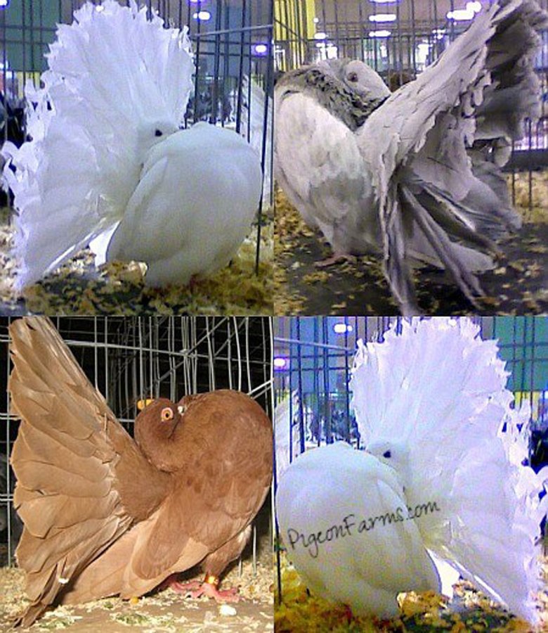 Fantail Pigeons For Sale Racing Pigeons For Sale Pigeon Farms Co 