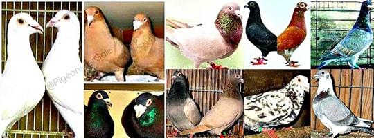 Racing Pigeons for Sale – Pigeon Farms & Co. – Call (562) 235-1829 Logo