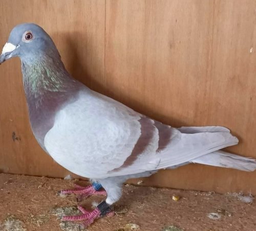 Racing Pigeons for Sale
