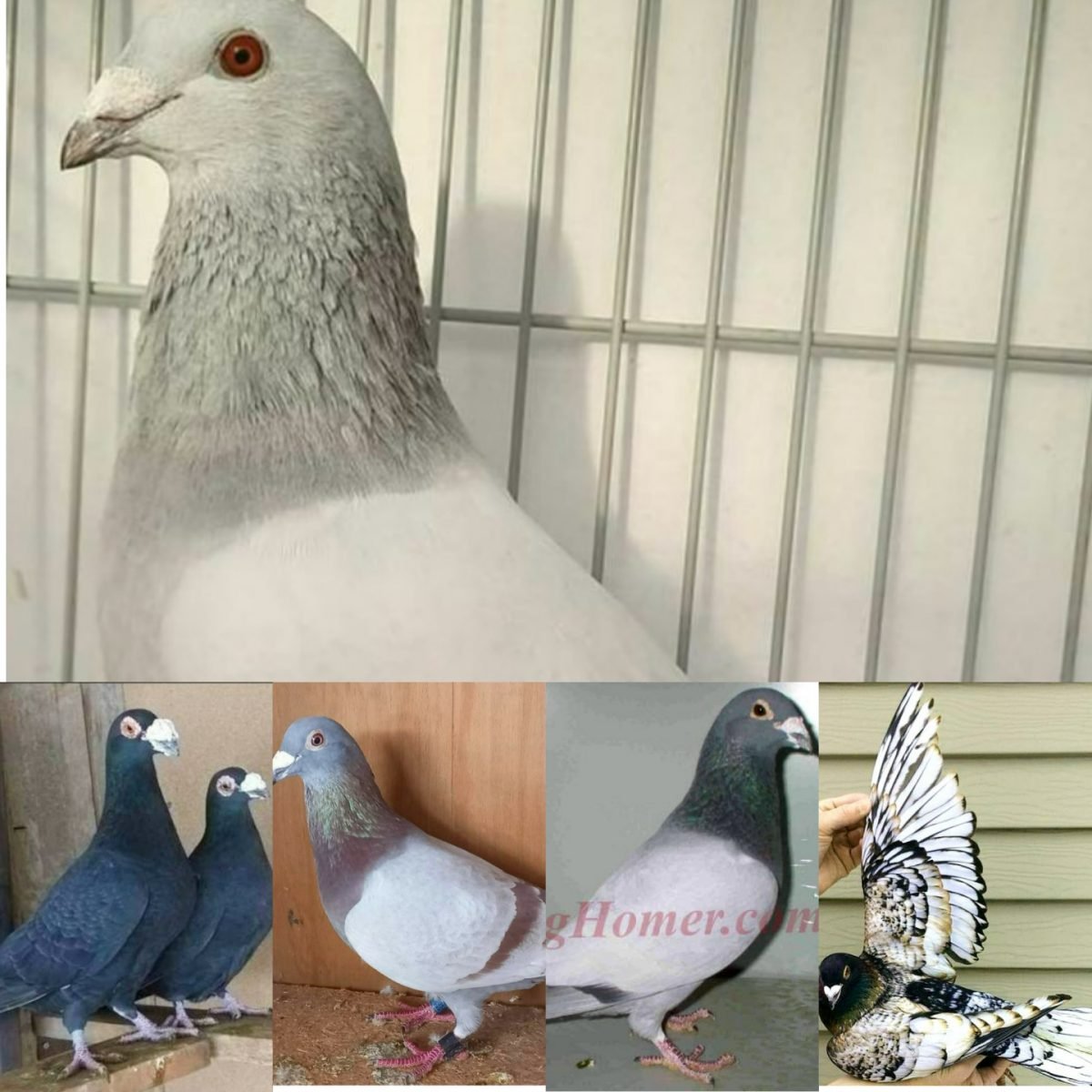 Racing Pigeons for Sale - Pigeon Farms & Co. - Call (562) 235-1829 ...