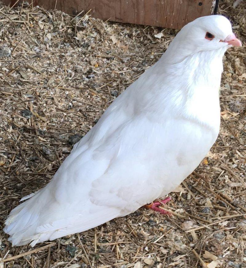 White King Pigeons For Sale Racing Pigeons for Sale Pigeon Farms