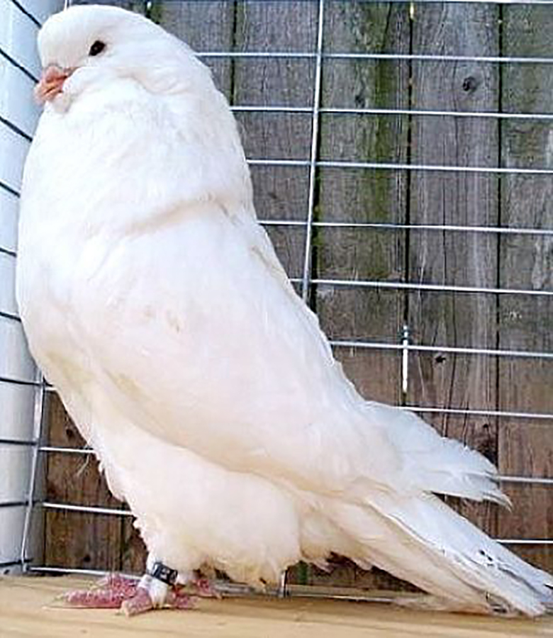 Giant Show Runt Pigeons For Sale Racing Pigeons for Sale Pigeon