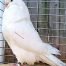 Giant Runt Pigeons for sale White Pigeon Farms