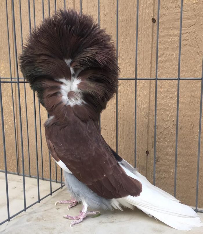 Jacobin Pigeons For Sale Fancy Racing Pigeons