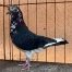 Roller Pigeons