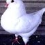 White Show King Pigeons for sale