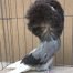 Jacobin Pigeons