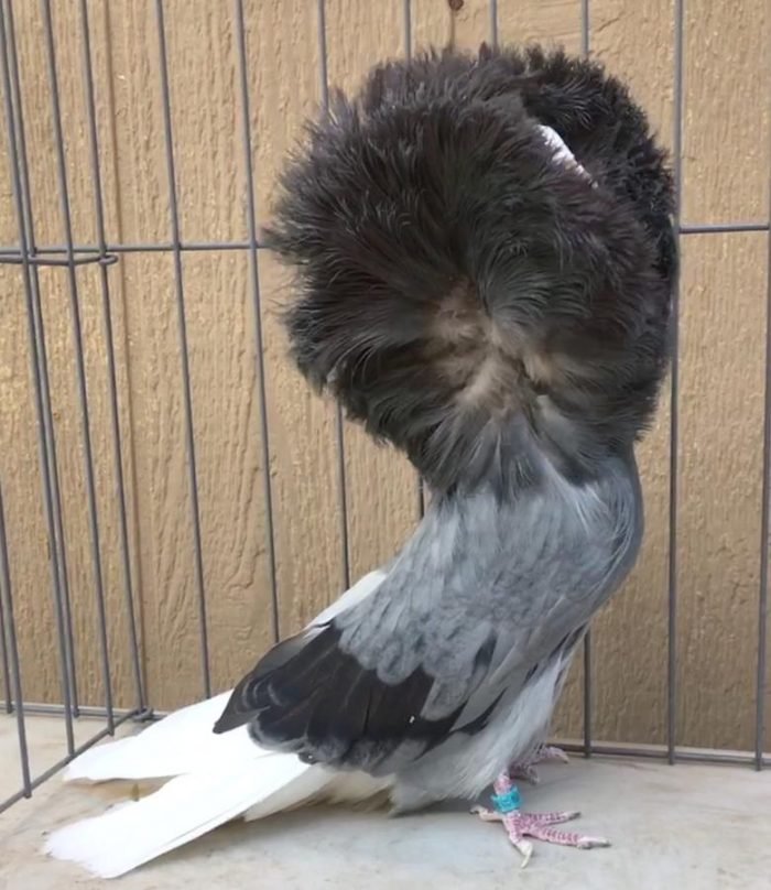 Jacobin Pigeons For Sale Fancy Racing Pigeons