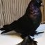 Black West of England Tumbler Pigeons
