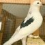 Highflyer pigeons for sale 2