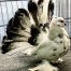 tigger fantail pigeon for sale