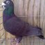 Exotic Homers Pigeons For sale 2