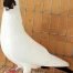 Helmet pigeons for sale Black