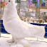 HHP White