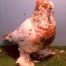 Englis Truimpeter Pigeon Farms 1