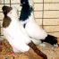 Nun Pigeons for sale