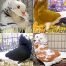 Capuchines Pigeons For Sale