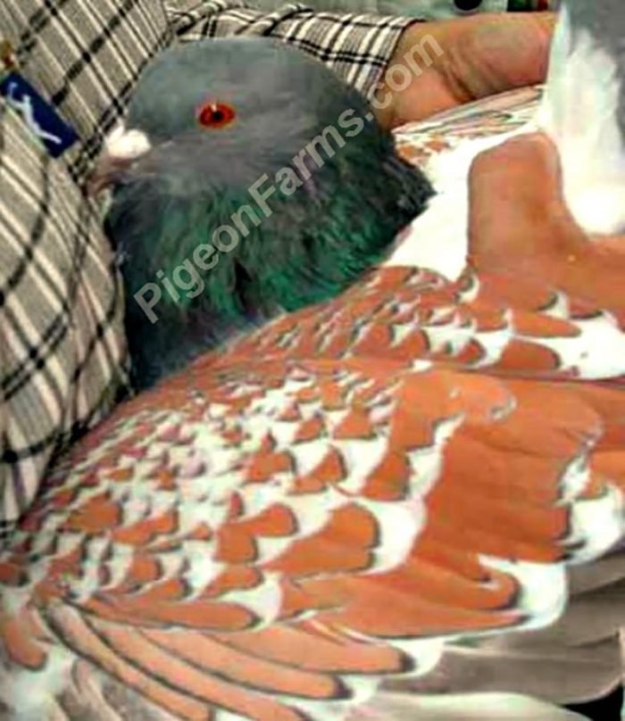 Cauchois Pigeons For Sale - Image 2