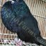 Gaditano Pouter Black pigeon farms 1