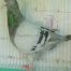 Silver King Pigeons