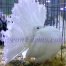 American Fantails White hen 1