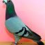 Dragoon Pigeons Pigeon Farms 2