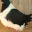 Pigeon Farms Strasser Pigeon Champion