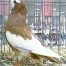 Komorner Tumbler Pigeons