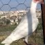 Baghdad Pigeons