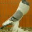 Bavarain Pouters Pigeons sample 2 Pigeon Farms