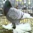 Check pattern color pigeon 1