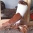 Hana Pouter Pigeons