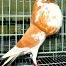Norwich Cropper Pigeons