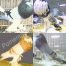 Pomeranian Pouter Pigeons For Sale