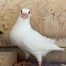 White Dove Release Doves for Sale Young Bird