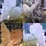 American Fantails Pigeons For Sale