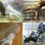 Brunner Pouter Pigeons