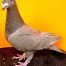 English Show Homer pigeons for sale