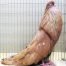German Cropper Pigeons for sale sample 3