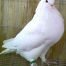 Giant Hubble Pigeons