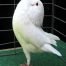 Holle Cropper pigeons for sale sample 2