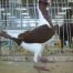 Hungarian Pigeons Pigeon Farms 1