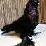 West of England Tumblers for sale samples 2 Pigeon Farms