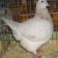 Teaxs Pigeoneer Pigeon sample Pigeon Farms