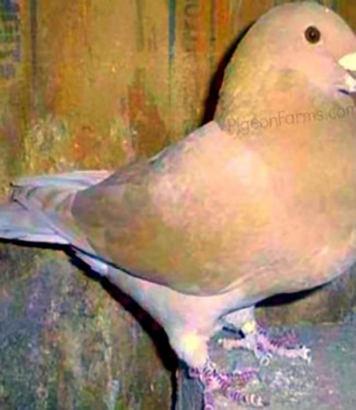 Pigeons For Sale, Fancy Pigeons, Show Pigeons, Racing Pigeons
