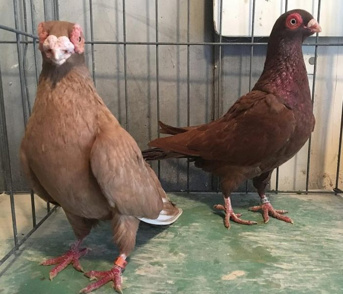 Pigeons For Sale, Fancy Pigeons, Show Pigeons, Racing Pigeons - Image 6