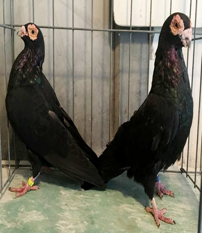 Barb Pigeons For Sale - Image 2