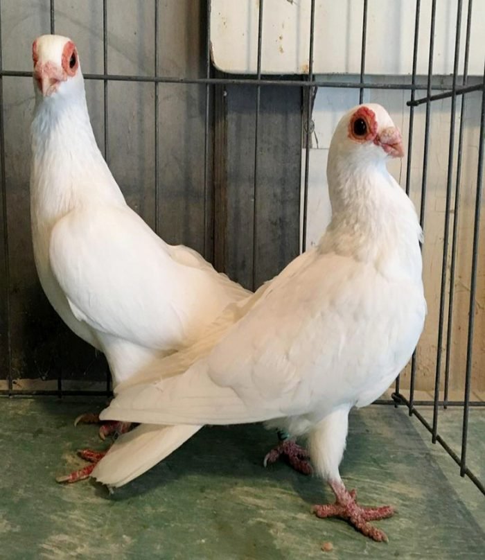 Barb Pigeons For Sale