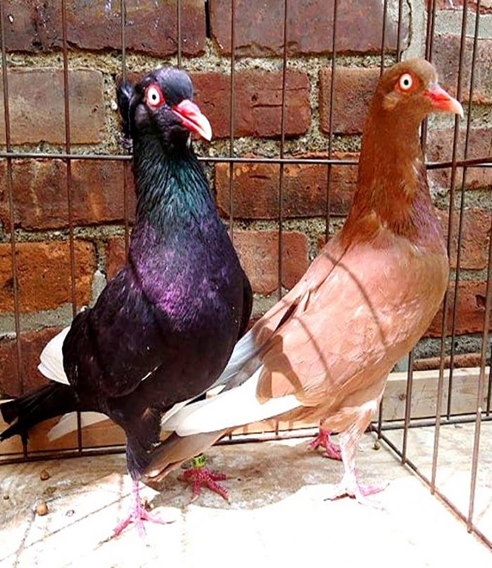 Flying Flight Pigeons For Sale